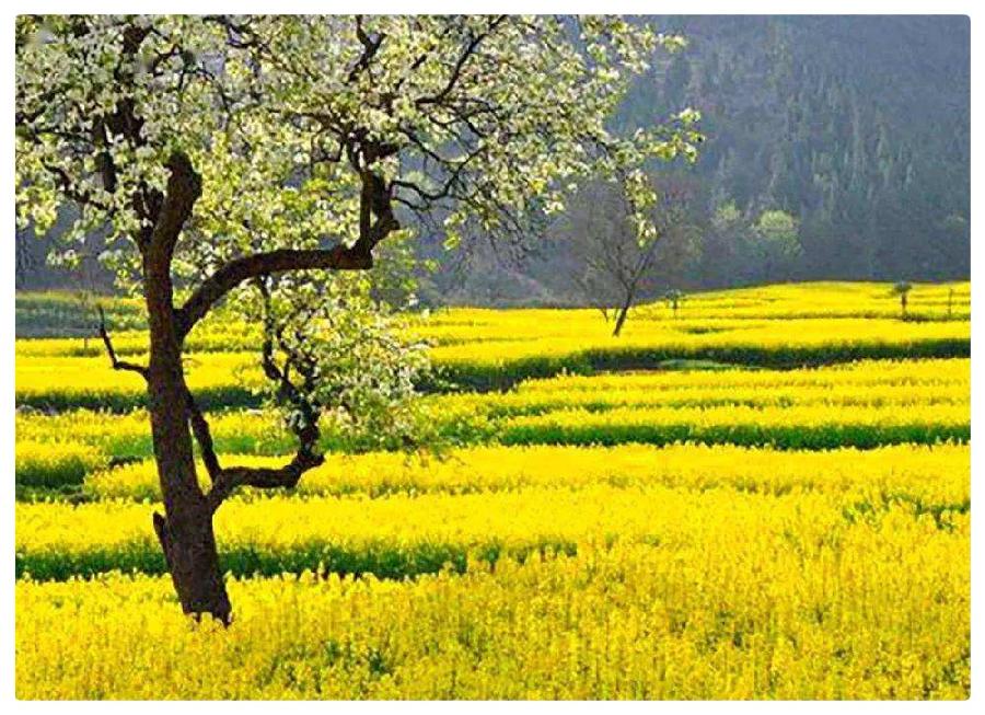 父亲节 || 尕大的麦穗 作者:丹枫 || 诵读:昭臣(图5)
