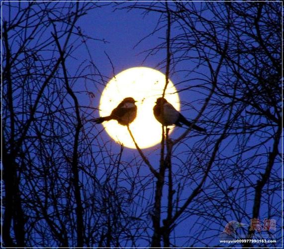 【经典推荐】昨夜天//此情无计可消除 人间天上 魂里梦里（图8）