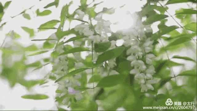 【潇湘文学社】潇湘问梅诗社《同题“槐花又送一年香”》（总367期）（图10）
