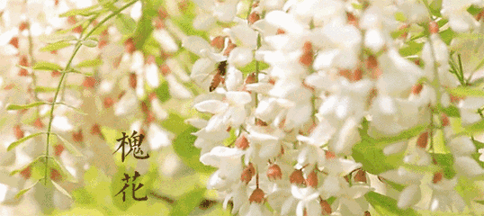 【潇湘文学社】潇湘问梅诗社《同题“槐花又送一年香”》（总367期）（图13）