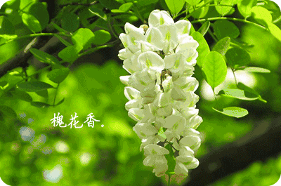 【潇湘文学社】潇湘问梅诗社《同题“槐花又送一年香”》（总367期）（图17）