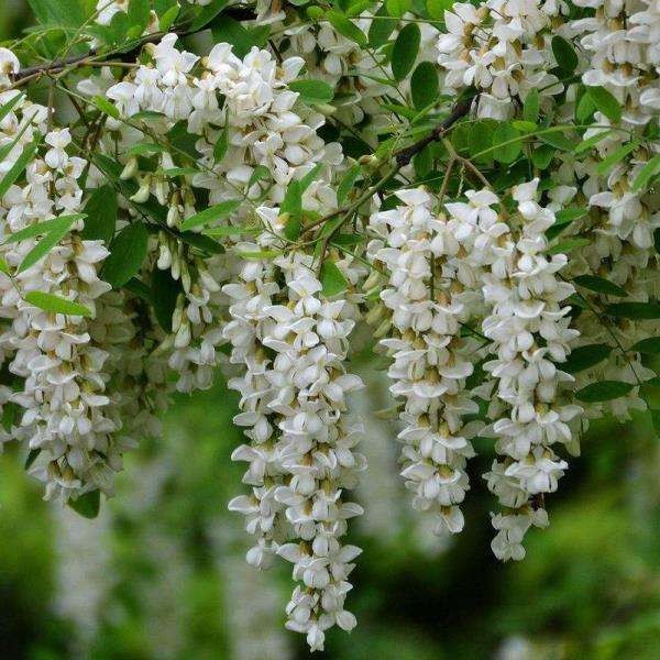 【潇湘文学社】潇湘问梅诗社《同题“槐花又送一年香”》（总367期）（图21）