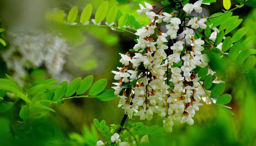 【潇湘文学社】潇湘问梅诗社《同题“槐花又送一年香”》（总367期）（图24）