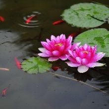 联机全球发布于金奎精品诗歌（图29）
