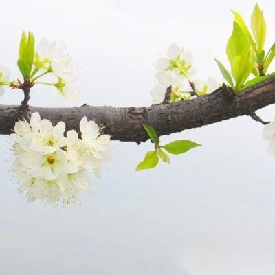 《雷木森诗词选萃》作者:雷木森(图2)