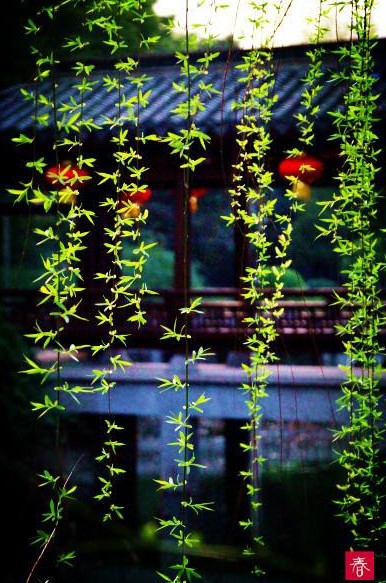 *元曲~天净沙一组/词林正韵/马致远体*文/孤城夜雨(河南)【冰心文化传媒】制作 冰心(图3)