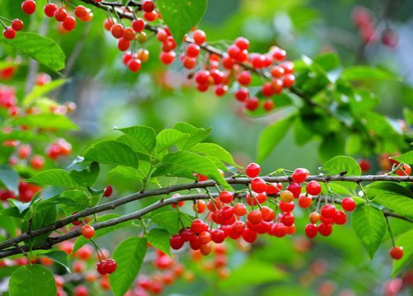 【新山东文学社】《樱桃熟了》作者/王建生 主播/清水出芙蓉（图5）