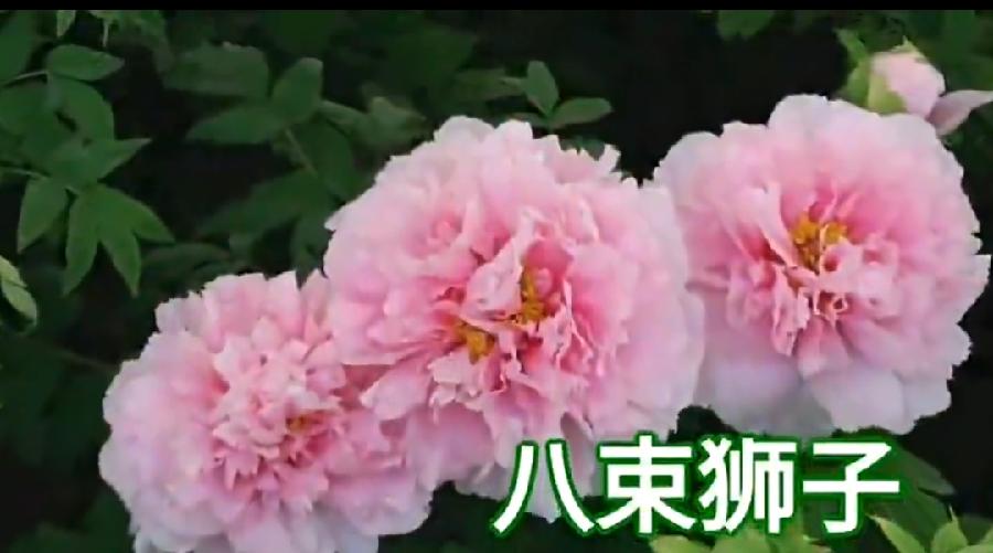 开心夏天 作者诗韵（图11）