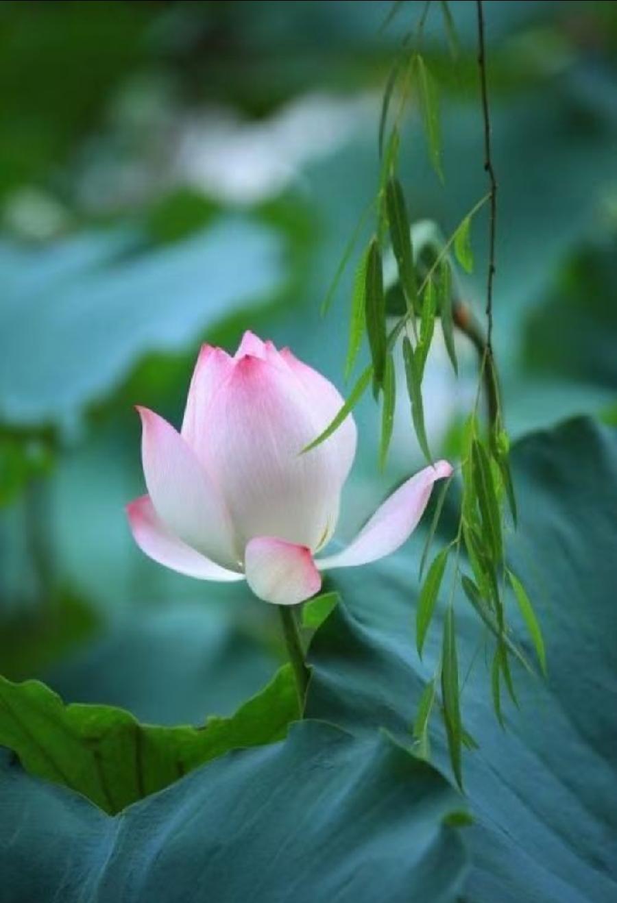 开心夏天 作者诗韵（图18）