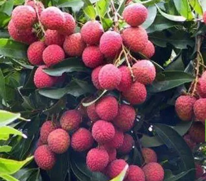 【佳作推赏】陈铁军（河南《鹧鸪天•荔枝吟》外二首（图4）