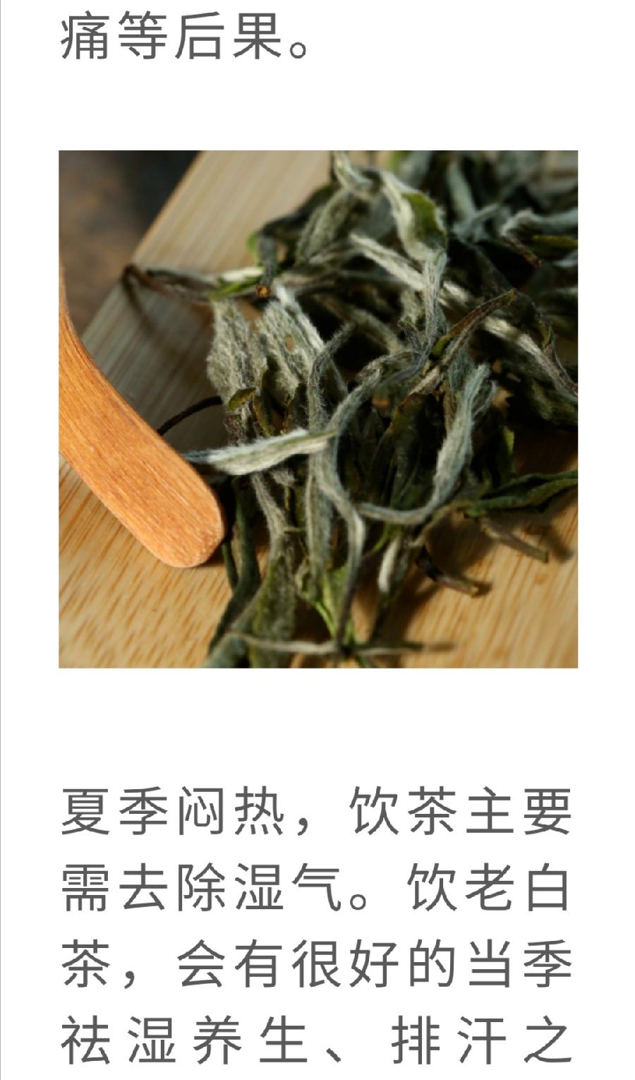 白茶，竟然是糖尿病的克星！普洱茶界（图6）