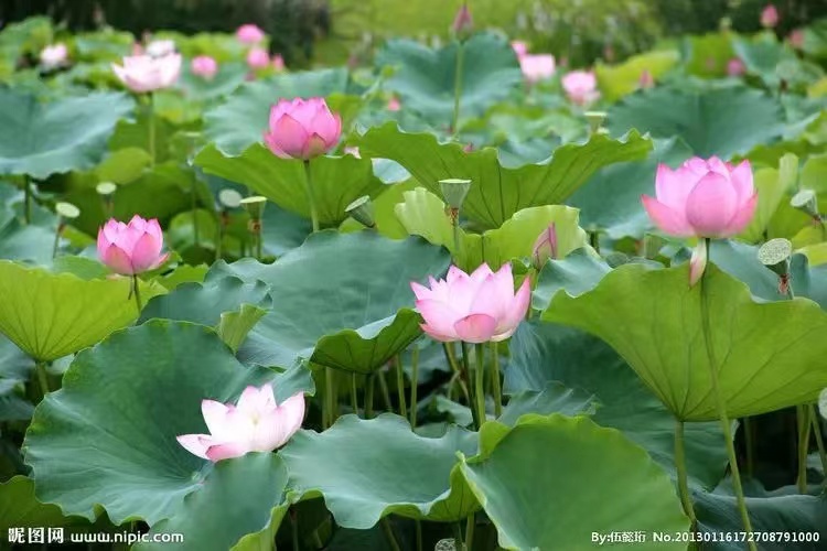 【国风传承】诗组/摄影配诗文/李庆和（图4）