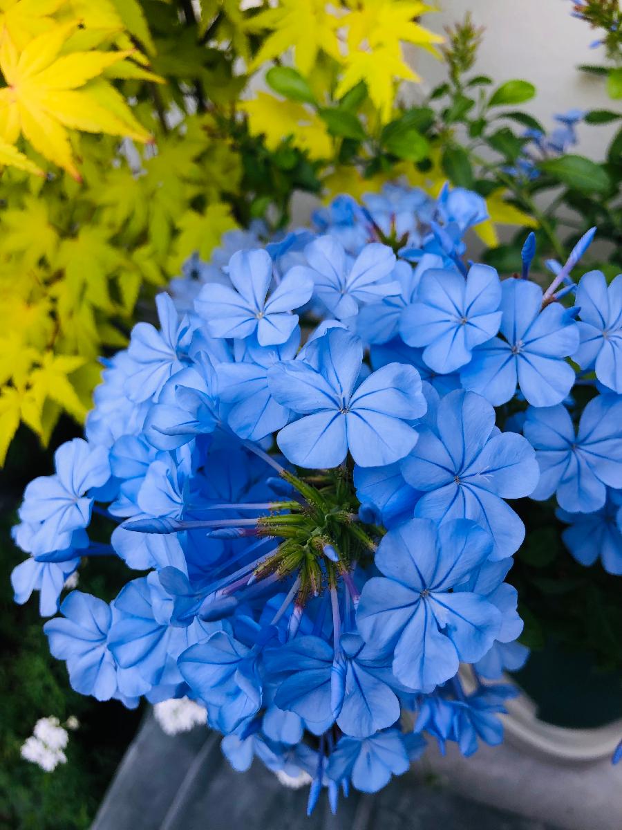 【上海头条】邓济洲吟春诗词十首(四)