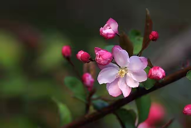 【新诗大观】倾听,花开的声音||文/桃园野菊||诵/文嘉