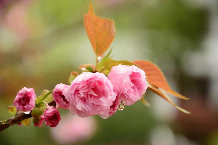 【新诗大观】倾听,花开的声音||文/桃园野菊||诵/文嘉(图3)