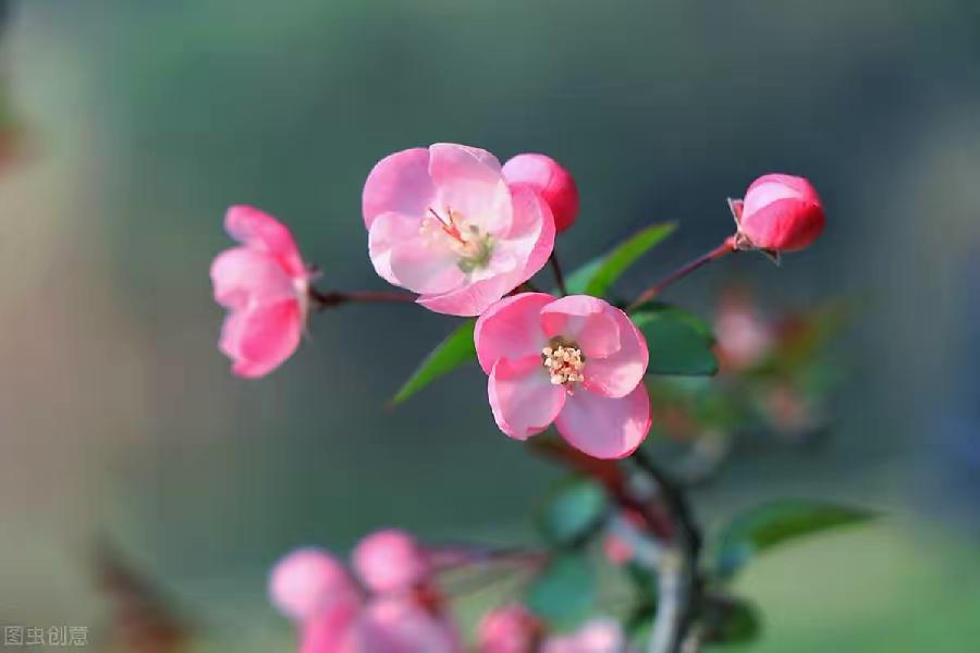 【新诗大观】倾听,花开的声音||文/桃园野菊||诵/文嘉(图5)