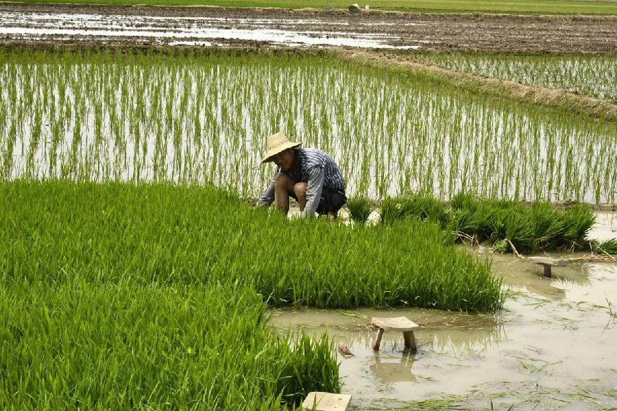【潇湘文学社】潇湘陶菊诗社《370期》(夏收/夏种)(图7)