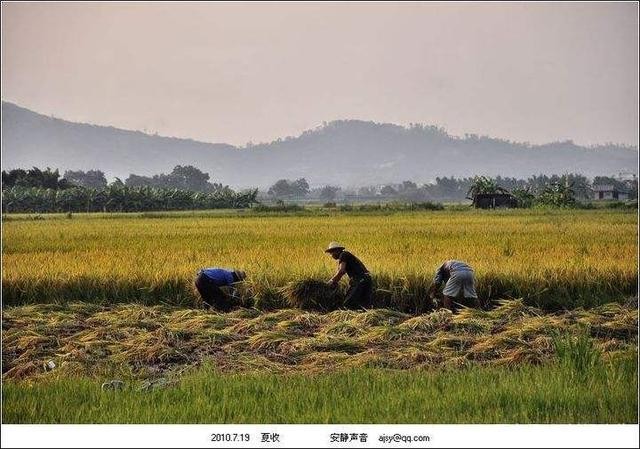 【潇湘文学社】潇湘陶菊诗社《370期》(夏收/夏种)(图19)