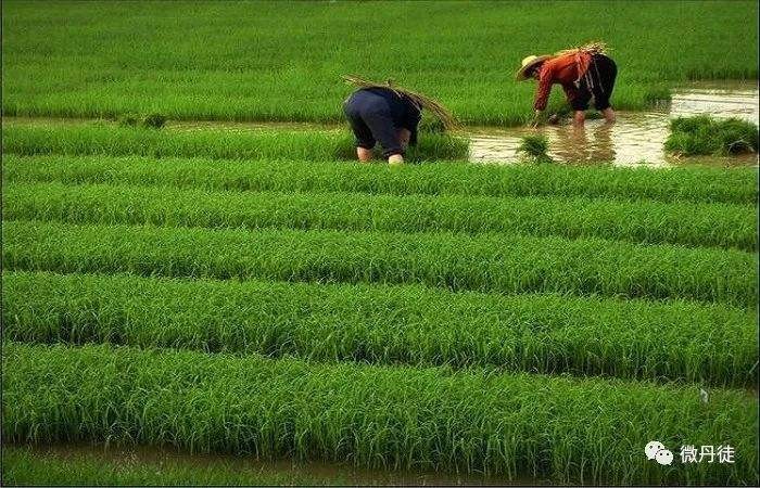 【潇湘文学社】潇湘陶菊诗社《370期》(夏收/夏种)(图26)