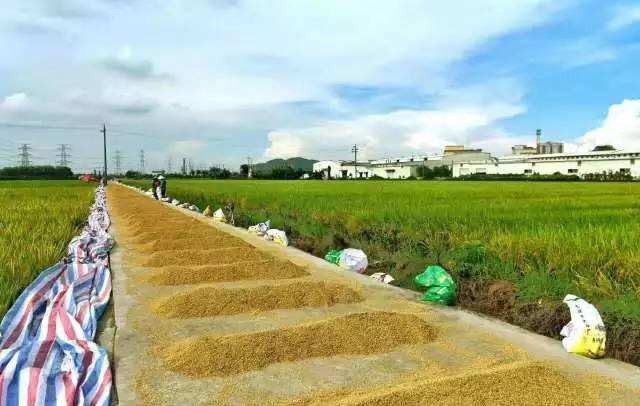 【潇湘文学社】潇湘陶菊诗社《370期》(夏收/夏种)(图27)
