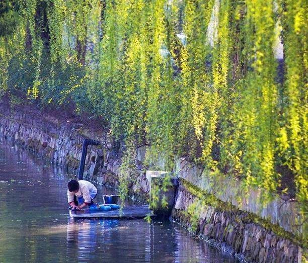 【小丽花电台】刘林丽诗歌作品179期《父亲手中的白兰花》主播小丽花（图5）