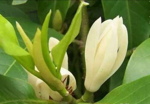 【小丽花电台】刘林丽诗歌作品179期《父亲手中的白兰花》主播小丽花（图7）