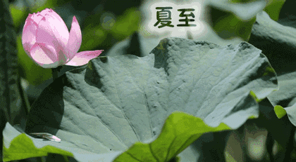 *夏至*文／轻风（甘肃）【冰心文化传媒】（图4）