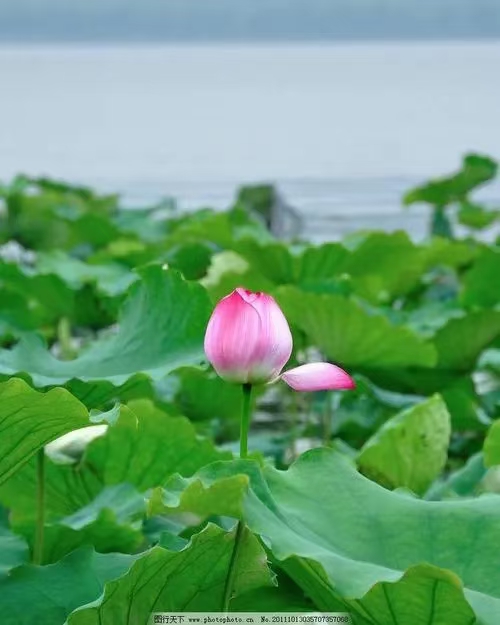 夏至 文／刘景颜（图3）