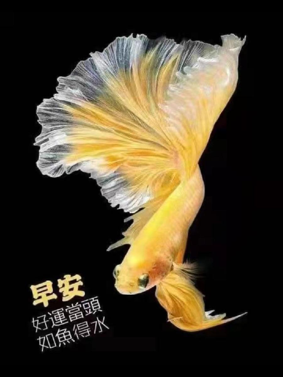【世界名家】【九江文学社：北京头条】著名艺术家沈志昂先生笺言精选（图7）