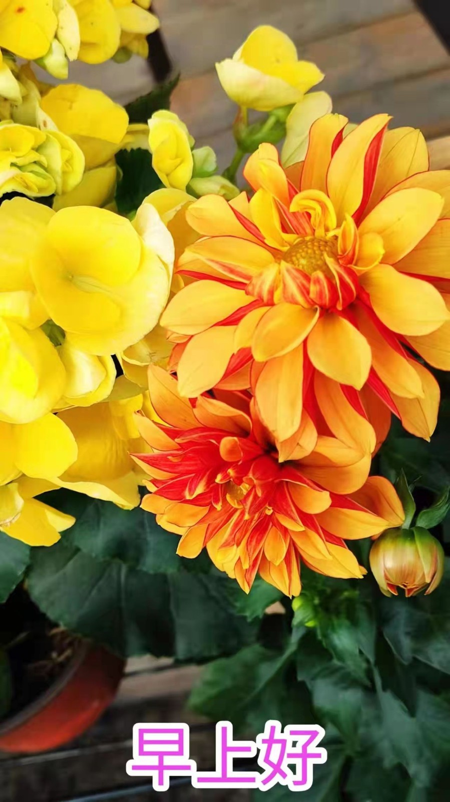 【世界名家】【九江文学社：北京头条】著名艺术家沈志昂先生笺言精选（图11）