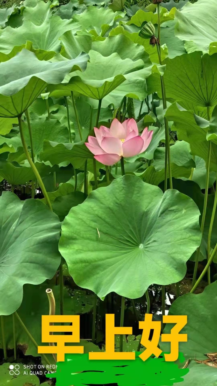 【世界名家】【九江文学社：北京头条】著名艺术家沈志昂先生笺言精选（图17）