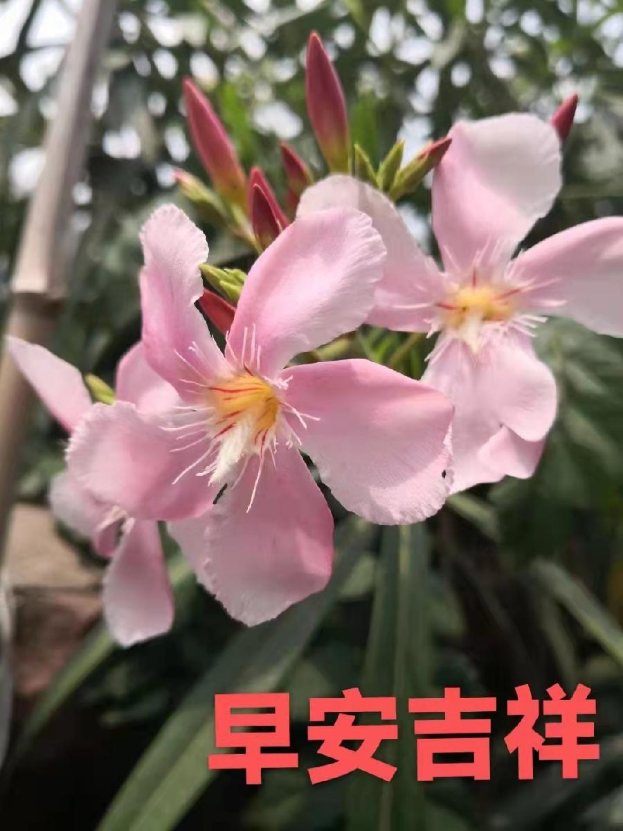 【世界名家】【九江文学社：北京头条】著名艺术家沈志昂先生笺言精选（图16）