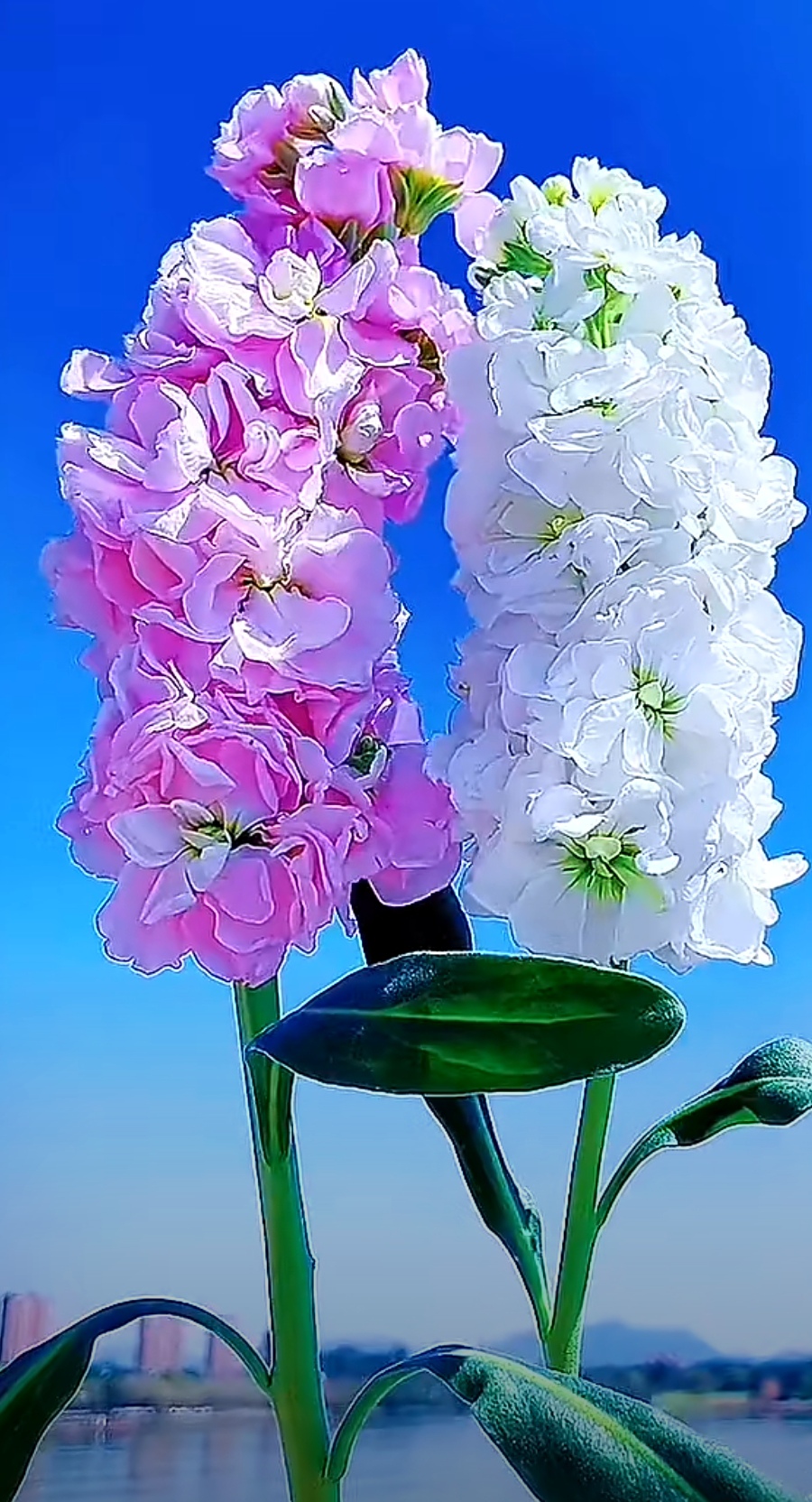 【华夏好诗词】请您欣赏纪宪洲《七律•夏日抒怀》（图14）