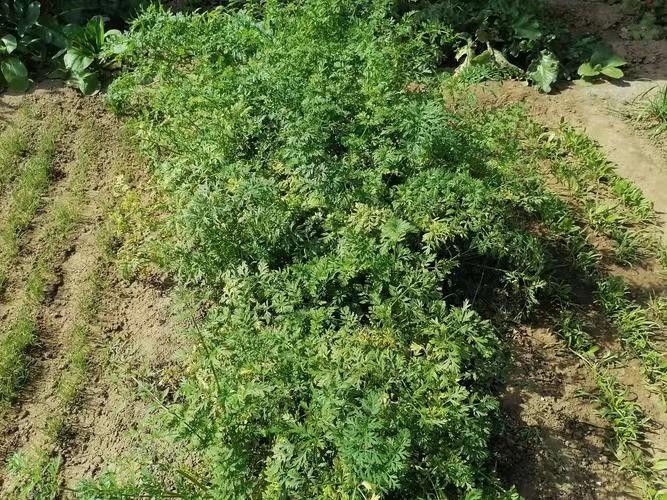 夏至整地种胡萝卜 文/周崇民（图3）