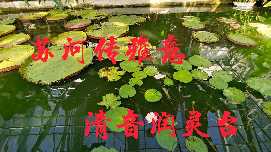 【苏河清音】雨杉/《海之恋—日落日出》诵读/贝文上海头条【第922期】(图10)