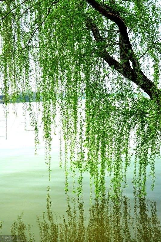 【潇湘文学社】潇湘风荷联社《总372期》(对句练习)(图10)