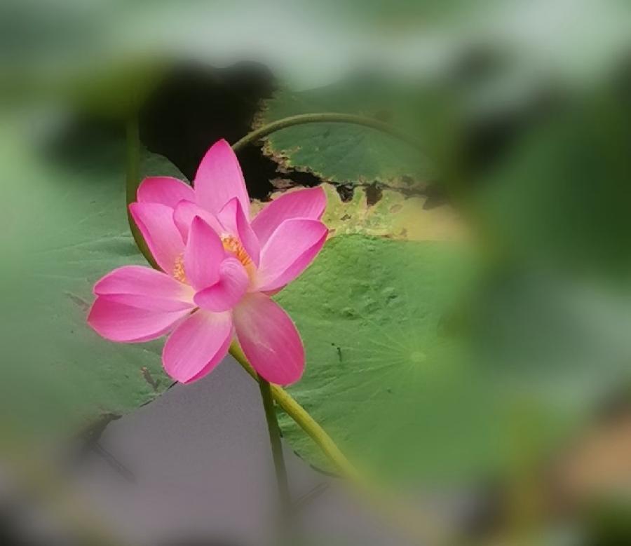 【诗题红叶•宏红诗社‖ 《我想写首诗给你》作者：火凤凰| 主播：宏红【第4期】审核：宏红（图3）