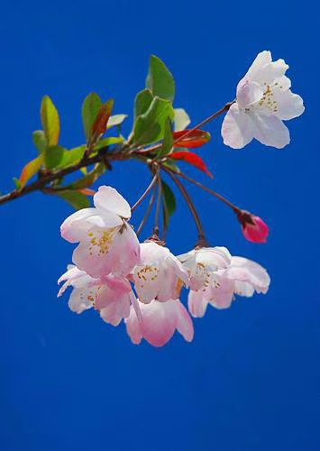 那时花那时月（外三首）文/安然小静