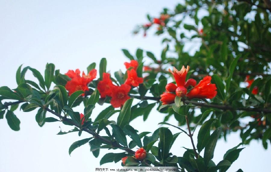 《花朝清韵》第三十七期《夏日》(图4)