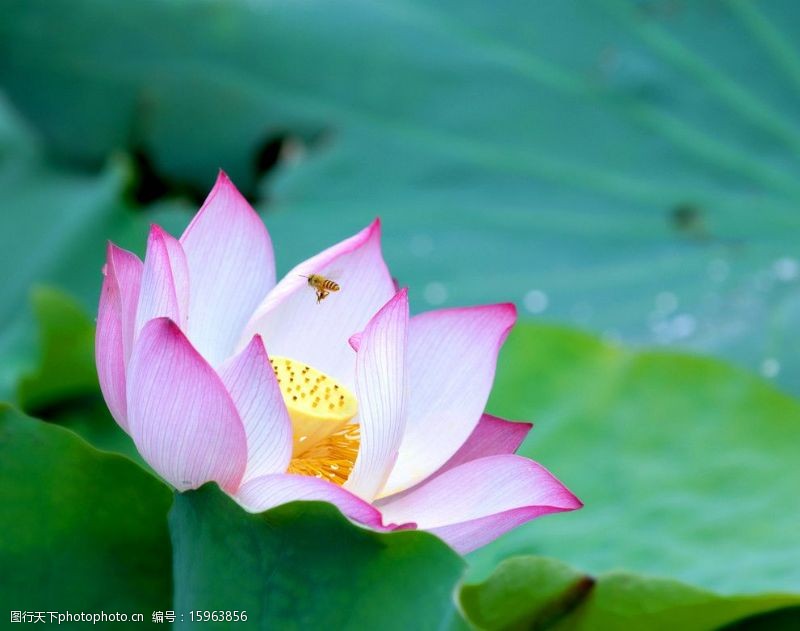 《花朝清韵》第三十七期《夏日》(图5)