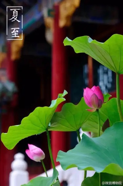 红梅诗歌文化传媒||《夏至》专刊