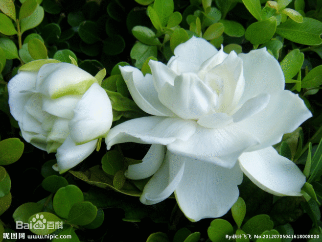 《花朝清韵》第三十七期《夏日》(图7)