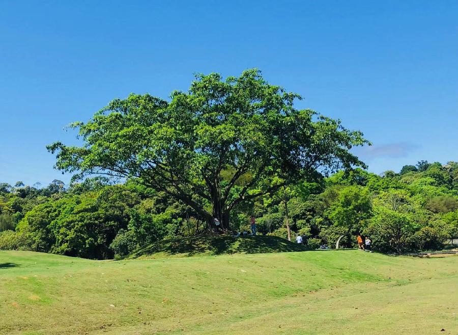 《花朝清韵》第三十七期《夏日》(图2)