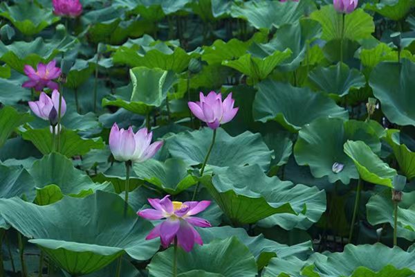 【北京头条】推介胡清普《夏至感言》请欣赏（图6）