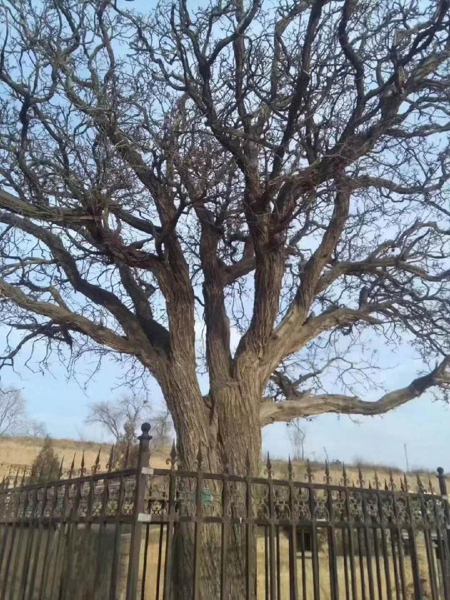 【经典推荐】王世华大校//庄廓遗事｛散文｝（图13）