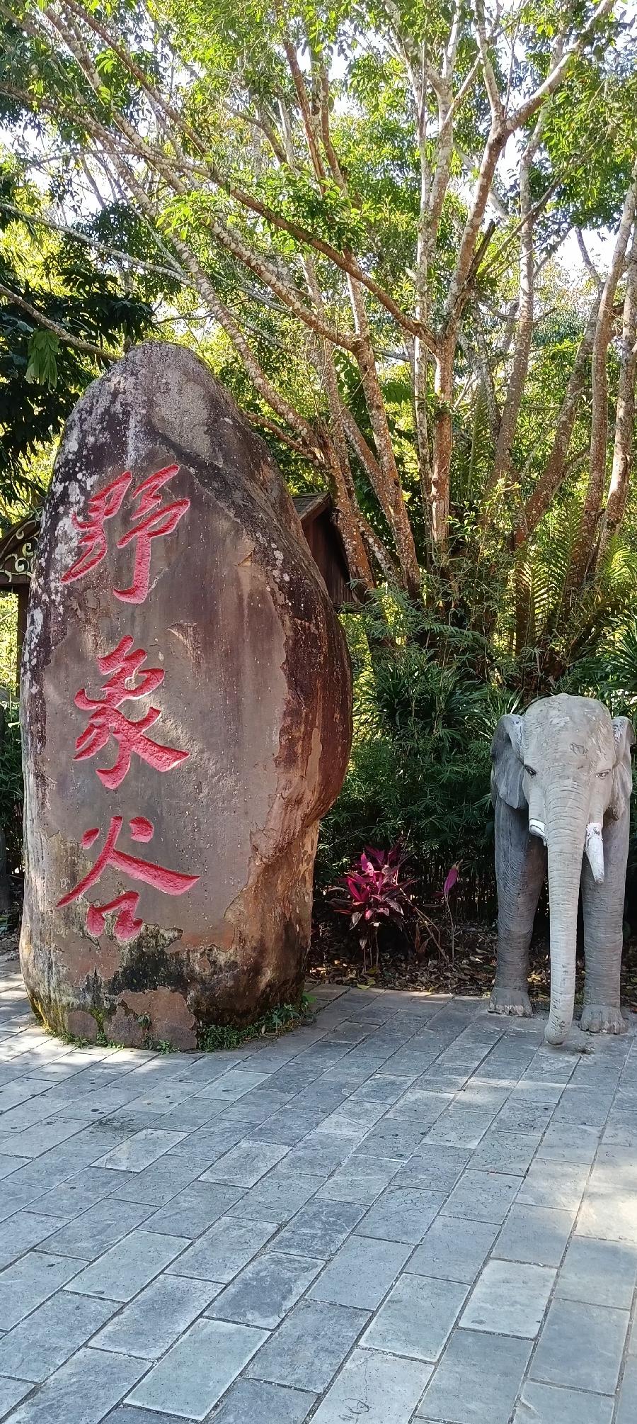 艳青:(3)情系西双版纳（图15）