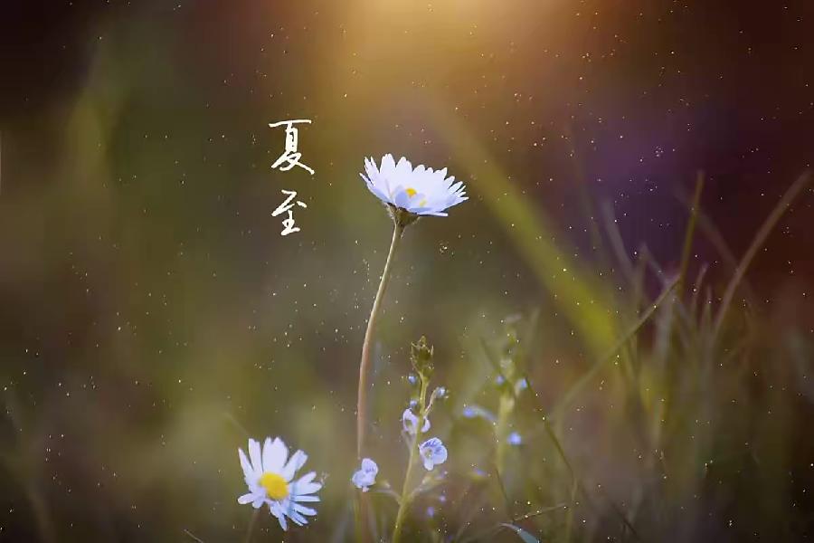 【新诗大观】夏至||文/李宁