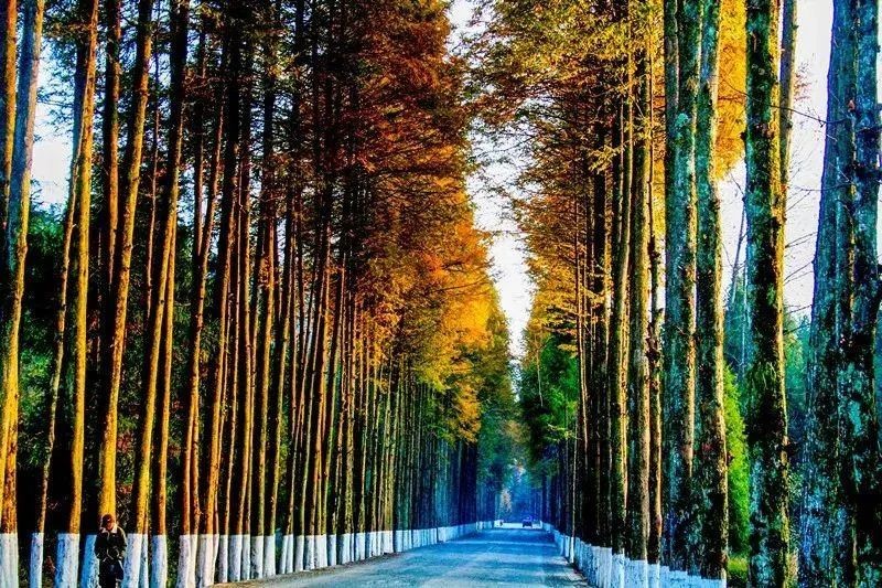 《银川飞凤》（外一）作者：陈世良 主播：傲雪红梅 编辑宋梅【中国长江文学社】有声文学平台第3891期（图4）