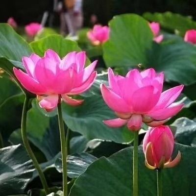 【有声诗刊专辑】‖ 《夕阳余晖》作者：邓中华| 主播：碧荷【第110期】审核：宏红（图2）
