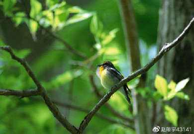 诗意传情诗社【古老的木楼梯】文‖康妮(多伦多) 诵‖静秋(830)(图7)